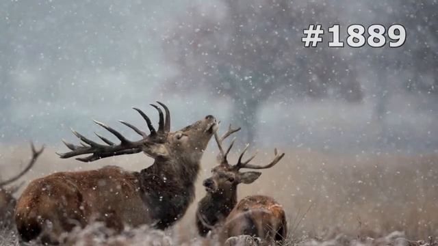 #1889. Олени (В мире животных) смотреть онлайн