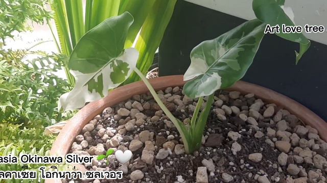 โอกินาวา  Alocasia Okinawa Silver 🌱