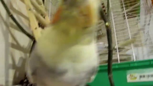 Выпускаю попугайчика из клетки полетать!! смотреть онлайн