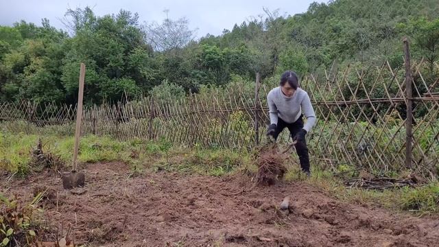 Improve the garden to grow more sugar cane. Live with nature. смотреть онлайн