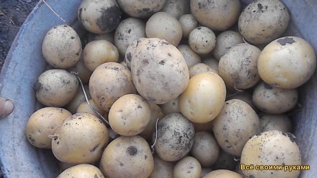 Самая Лучшая,Урожайная Картошка. Копаем Сорт Галла смотреть онлайн