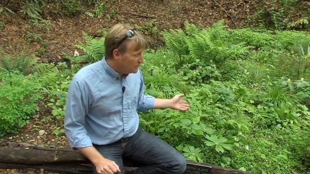 Trillium in the Cove Forest смотреть онлайн