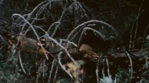 Подарок черного колдуна. 1978 год.