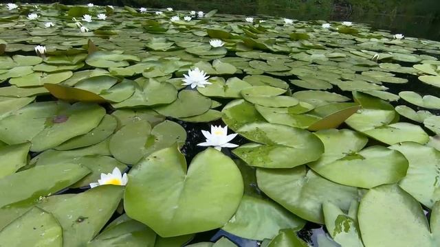 Поход по Орели 12-14 июня 2020 смотреть онлайн