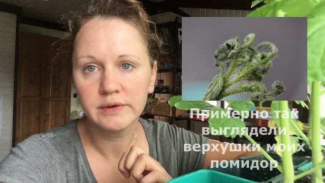 Погибла рассада помидор после высадки в грунт: не повторяйте моих ошибок! смотреть онлайн