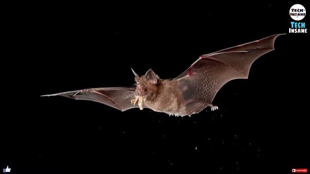 What Is CoronsVirus ? How Did It Start ? Tech Insane Eps 155 смотреть онлайн