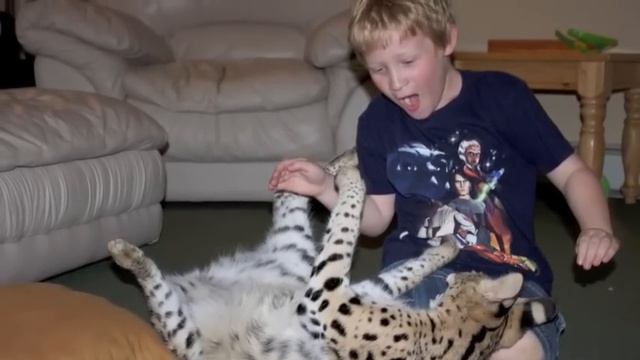 Copy of Serval's first year смотреть онлайн