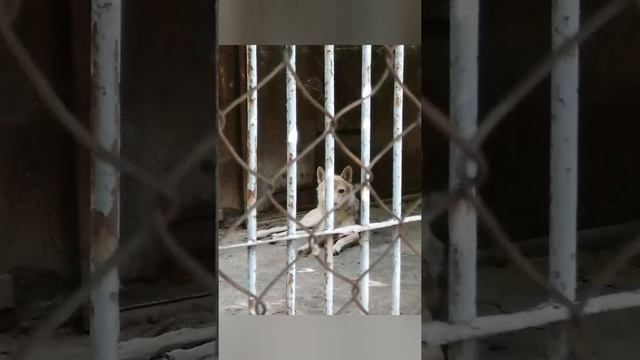 #Ростовский ЗООПАРК😱❤ смотреть онлайн