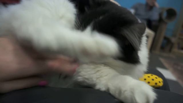ДЕД МОРОЗ НЕ УХОДИ! / Новогодний VLOG утренник в котокафэ смотреть онлайн