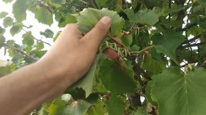 МЕДВЕЖИЙ ОРЕХ, ЛЕЩИНА ДРЕВОВИДНАЯ, СÓRYLUS COLÚRNA.