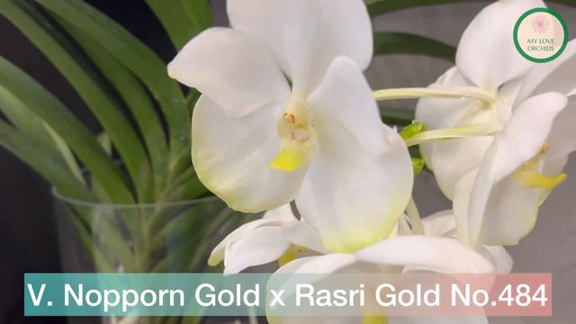 Vanda Nopporn Gold x Rasri Gold No.484 смотреть онлайн
