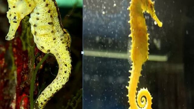 Морские коньки в аквариуме. Содержание и уход. Seahorses in the aquarium. The maintenance and care. смотреть онлайн
