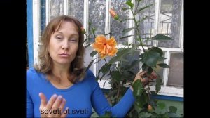 Уход и полив КИТАЙСКОЙ РОЗЫ.Летом и зимой.(ГИБИСКУС).