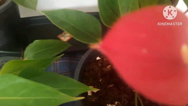 Simple But Effective Gardening Tips And Secrets || Anthurium Plant #caretips