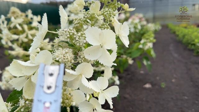 Обзор Гортензии метельчатая Левана в Егорьевском питомнике Никитенко Александра смотреть онлайн