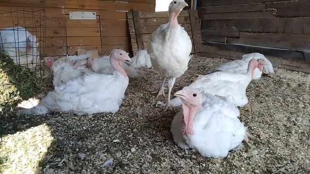 Индюки Хайбрид Конвертер 8 недель 2021 смотреть онлайн