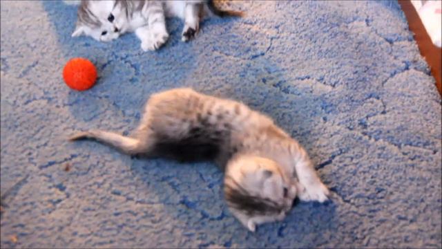 Смешные котята! Шотландские вислоухие и прямоу... смотреть онлайн