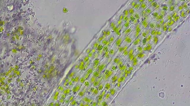 Микромир✌️
