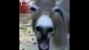 Осел смеётся