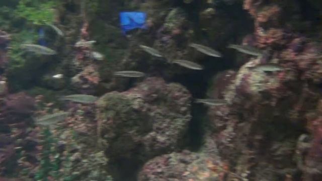 Морской конёк смотреть онлайн