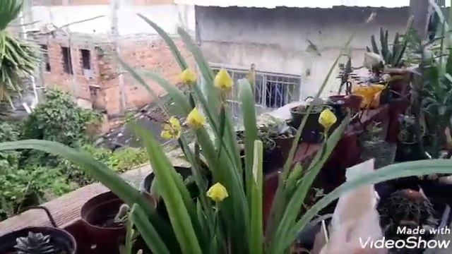 Neomarica longifolia Iris amarela смотреть онлайн