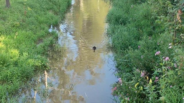 Уточки живут рядом с переездом.