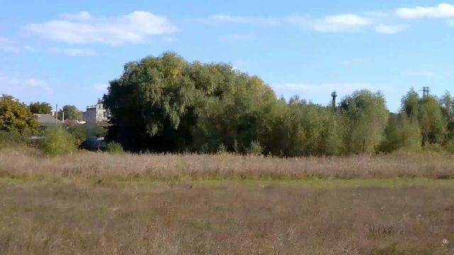 Видеозарисовка коровки на лугу возле микрорайона Золотнище 03 .10.2021 смотреть онлайн