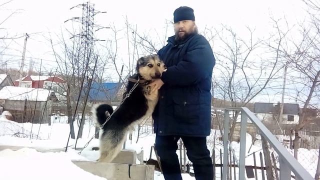 Собака охранник. Зевс на работе. Верный мохнатый друг. смотреть онлайн