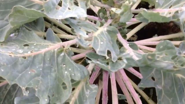 На ДАЧУ за ГРИБАМИ. Капуста БРЮССЕЛЬСКАЯ. ГАЛОПОМ по ОГОРОДУ.25 августа.ГАЛОП 21.Vegetables in Bags смотреть онлайн