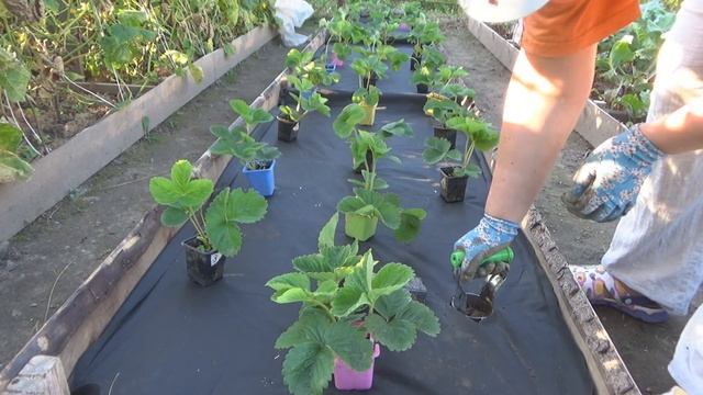 Посадка клубники на черное агроволокно. Черный укрывной материал супер вариант для садовой земляник смотреть онлайн