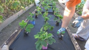 Посадка клубники на черное агроволокно. Черный укрывной материал супер вариант для садовой земляник