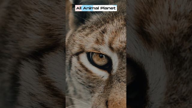 This is an animal that your children will never believe existed ! смотреть онлайн