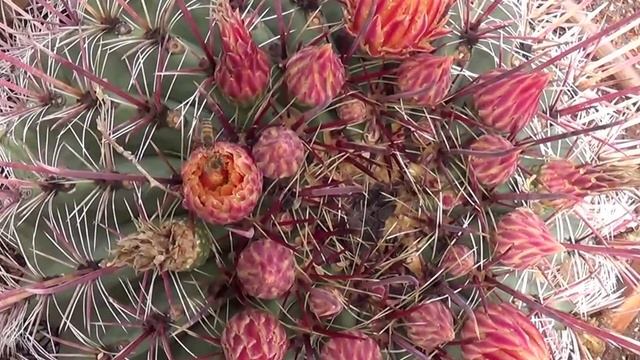 Various Ferocactus Flowers, Lizards, Bugs & Snakes смотреть онлайн