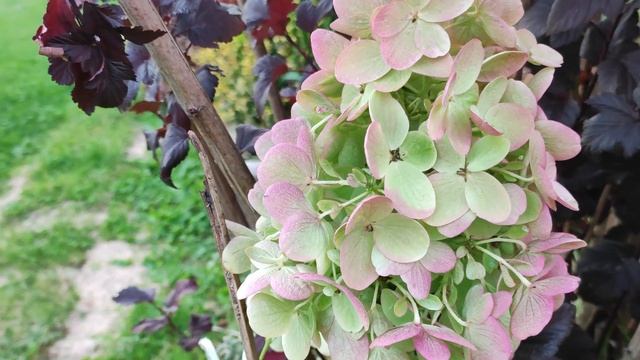 Эта гортензия открытие и любование этого года .Фаворит сезона 2023. смотреть онлайн