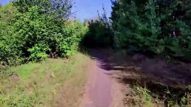 Челябинский сосновый бор, природа Южного Урала прекрасна. 31 08 2021г смотреть онлайн
