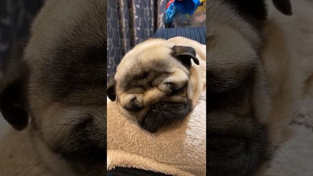 | I’M SO TIRED! | Pangpang the Pug 2021 | Cute pug sounds ASMR | смотреть онлайн