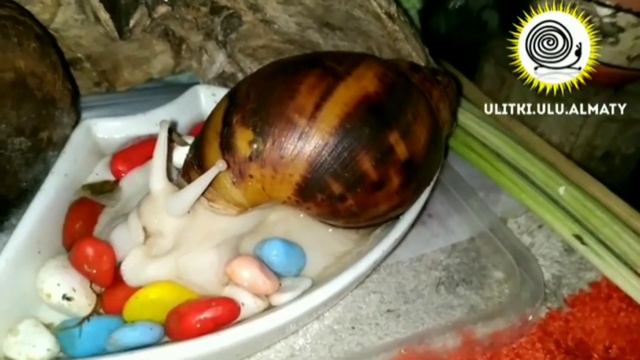 Архахатина сутуралис смотреть онлайн