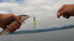 Ловля окуня-терпуга. Японское море. Приморский край.  26-27.07.21 (часть 1)