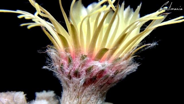 Astrophytum Asterias cv. ‘Ruri Kabuto’ Cactus in Bloom - July 2019 (Unusual Petals) смотреть онлайн