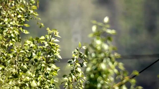 Игры с фокусировкой через телескоп 16 июня 2018 г. Сыктывкар, Эжва.