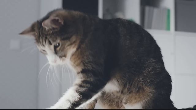 Kitekat Kotophoto 20s Full HD 041016 смотреть онлайн