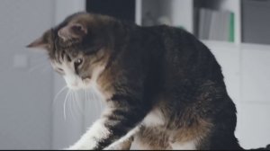 Kitekat Kotophoto 20s Full HD 041016