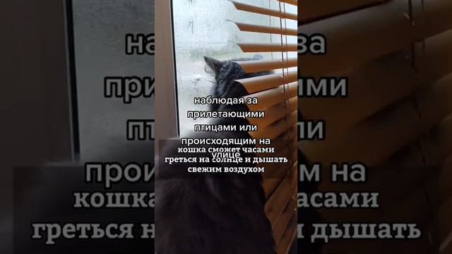 Как сделать жизнь питомцев веселее смотреть онлайн