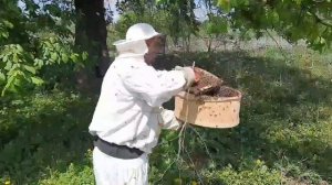Что делать, когда вышел рой.