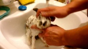 Купание декоративного кролика.