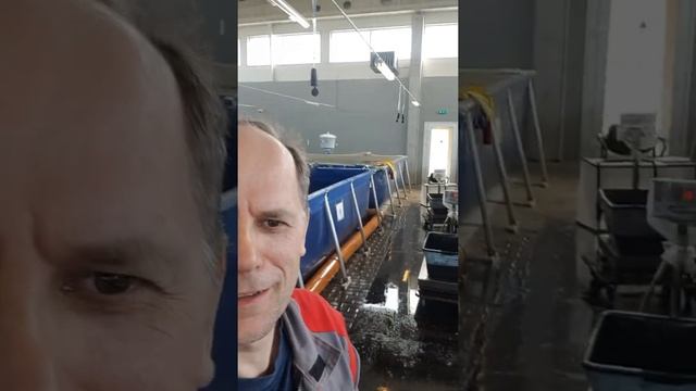 Взвешивание и пересчет осетров на рыбной ферме в Латвии 1 смотреть онлайн