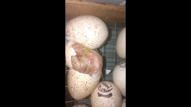 БРОЙЛЕРНЫЕ ИНДЮКИ ИНКУБАЦИЯ ЯЙЦА ПЕРВЫЕ СУТКИ ВЫЛУПЛЕНИЕ ХАЙБРИТ КОНВЕКТОР КАНАДА