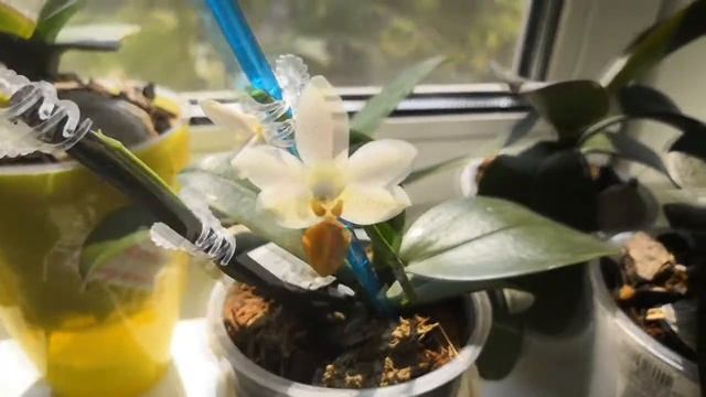 Первое цветение моей орхидеи фаленопсис "Лиодоро"??? смотреть онлайн