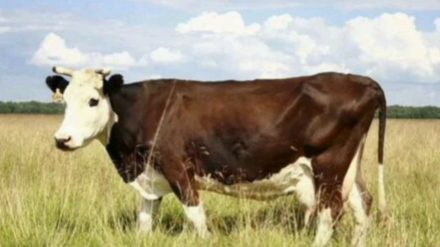 Мычание Коровы/Как мычит корова/