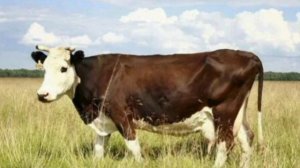 Мычание Коровы/Как мычит корова/